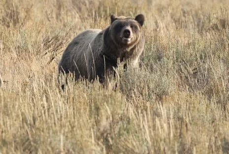 Hiker Injured by Wild Animal in Yellowstone Flown to Medical Facility