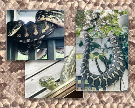 Accepting my Serpents in My Ceiling: A Transformation from Fear to Respect