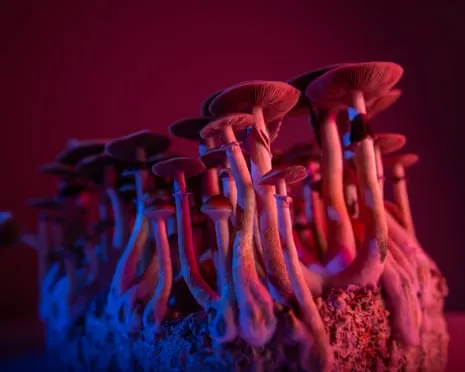 About Psychedelics by the Author: A Reflective Journey into Psychedelics